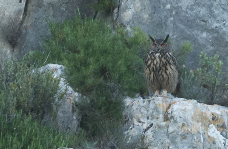 Grand-duc d'Europe (Adeline Brissaud)