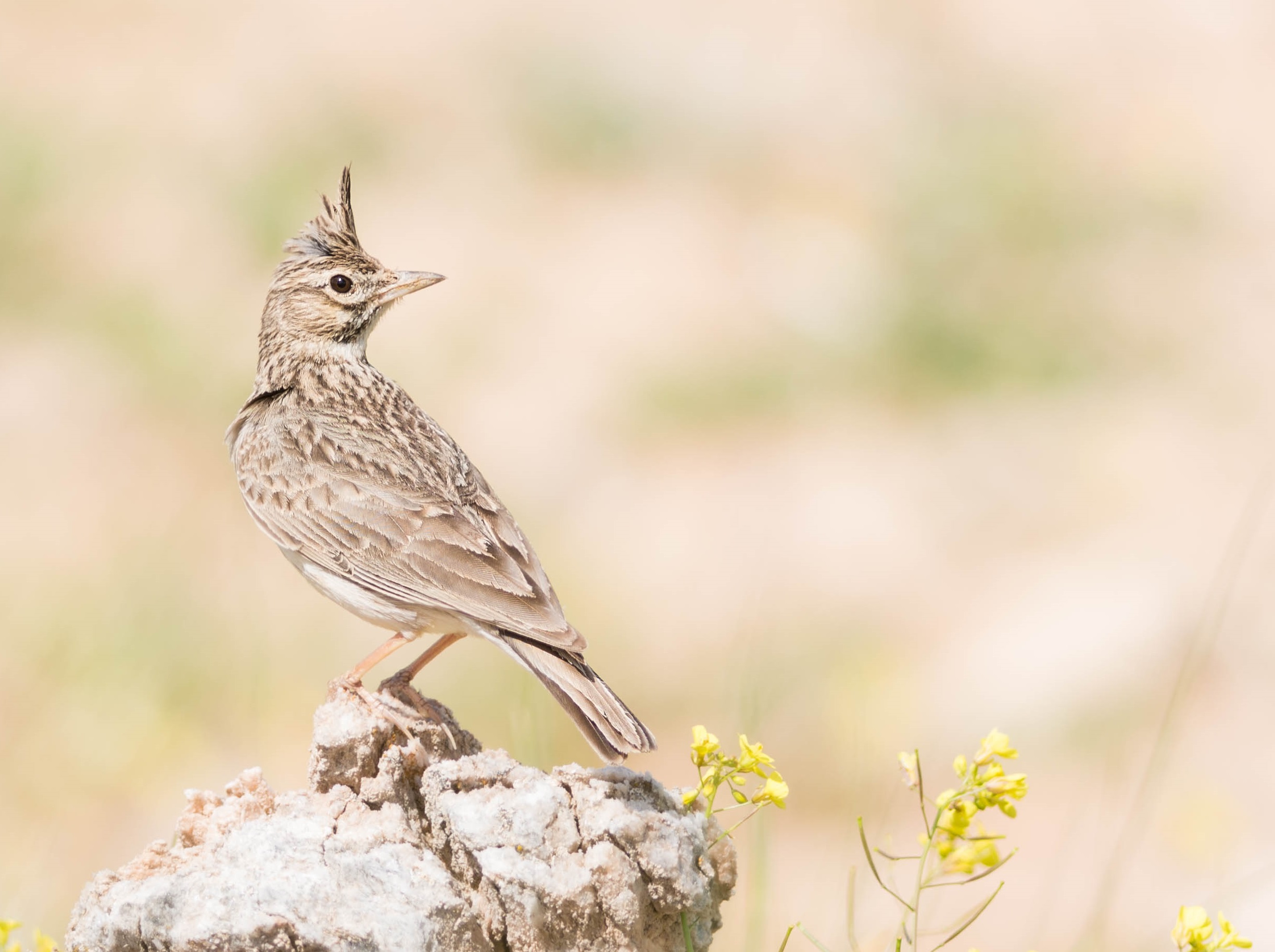 Cochevis de Thékla (Adeline Brissaud)
