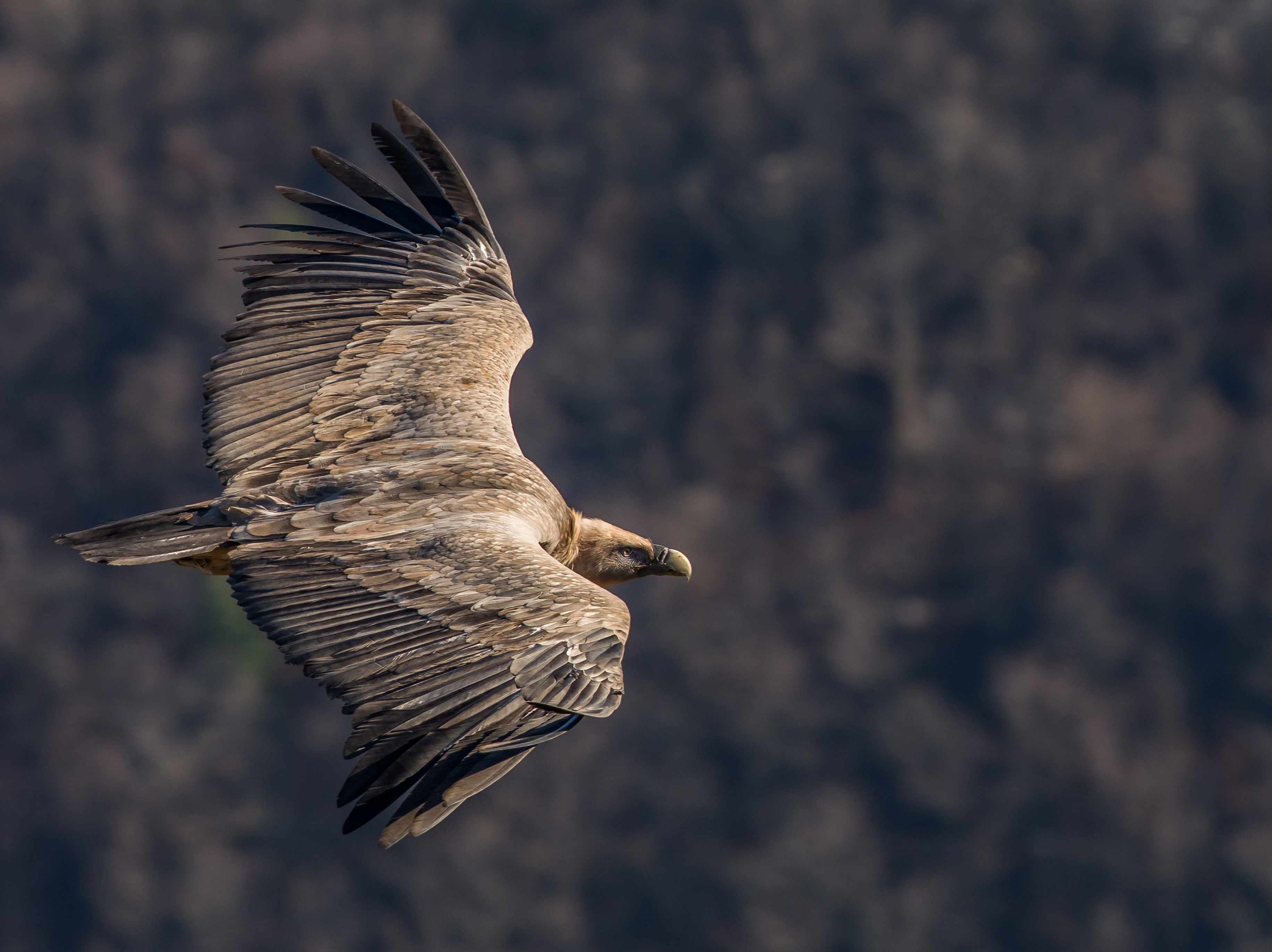Vautour fauve (Photo de Adeline Brissaud)