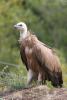 Vautour fauve (Photo de S.Figuet)