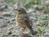Pipit rousseline (Photo de Julien Gonin)